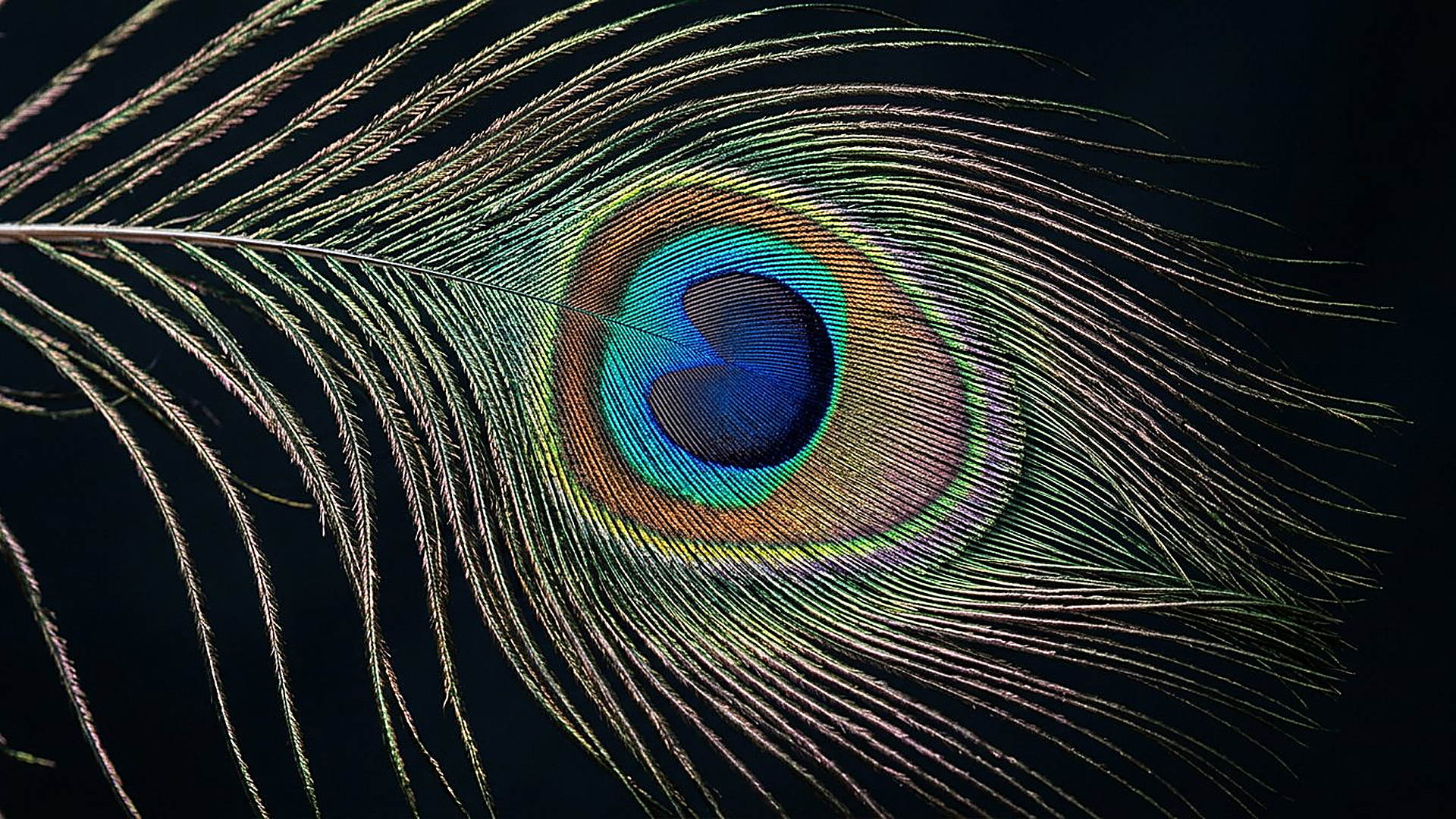 Œil iridescent d'une plume de paon, couleurs structurelles
