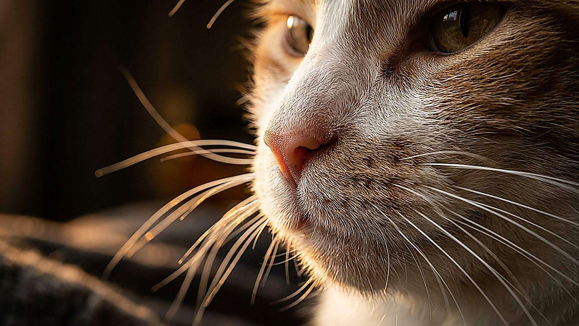 Les moustaches du chat : des capteurs tactiles — reconstitution numérique