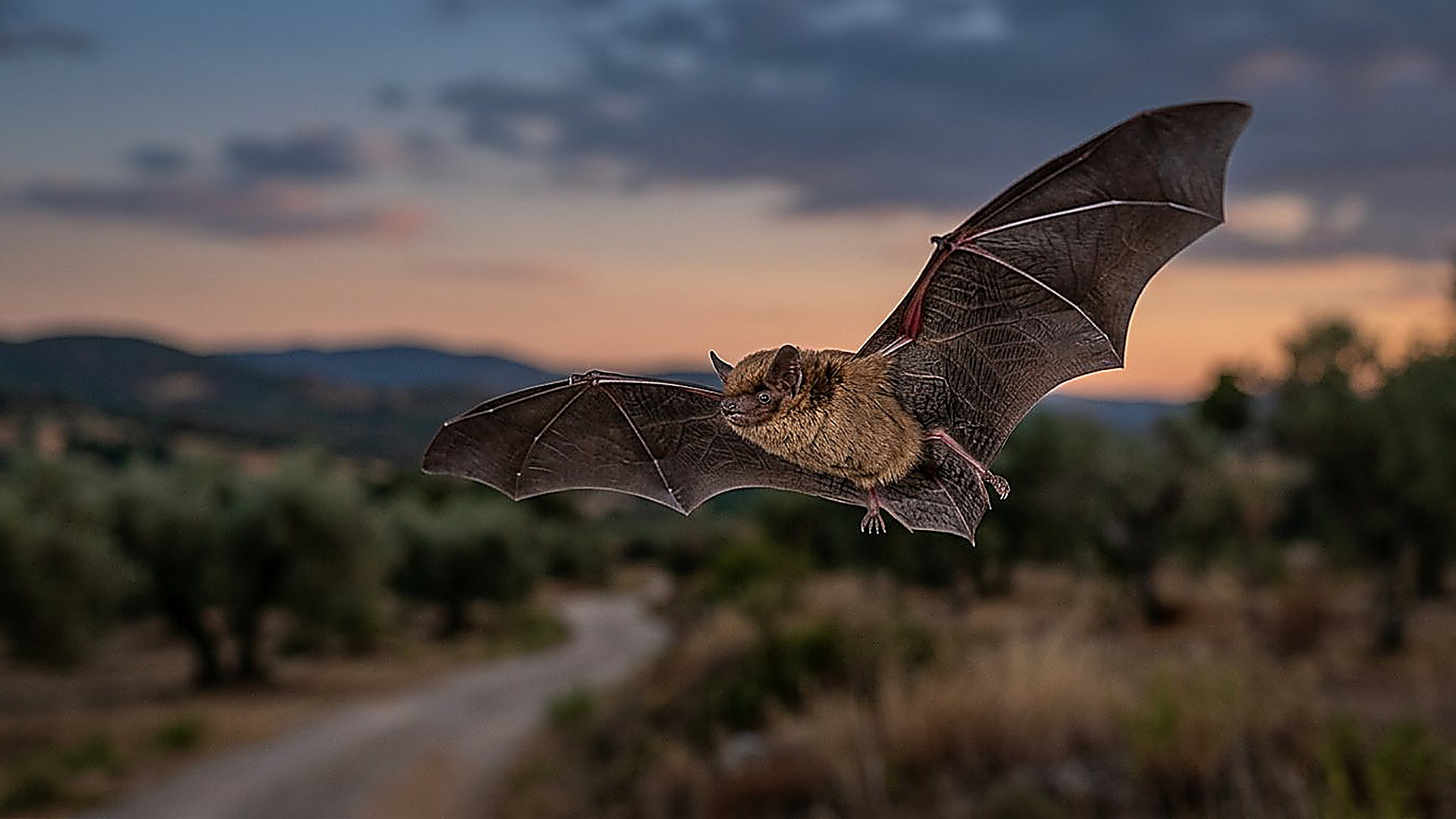 La chauve-souris et le temps des échos — reconstitution numérique