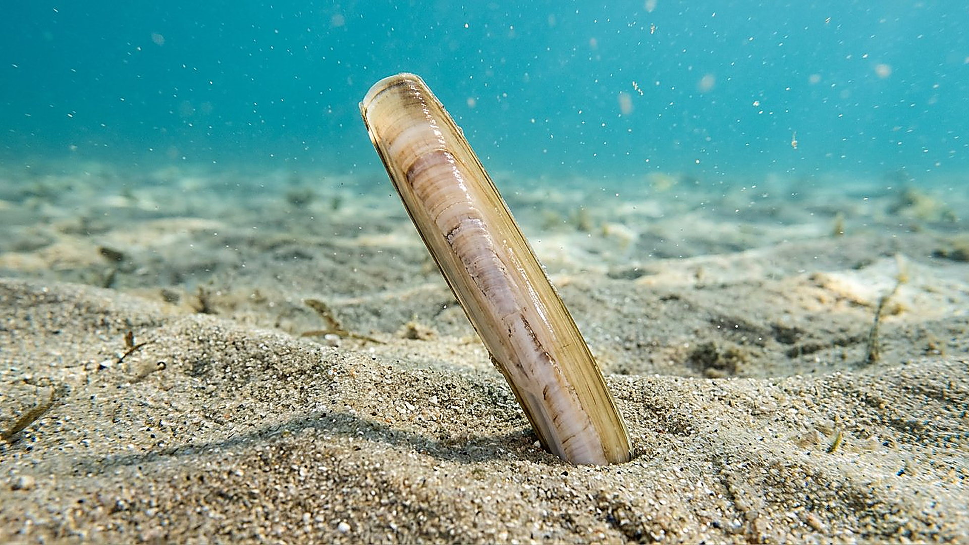 Le couteau qui assouplit le sable — reconstitution numérique