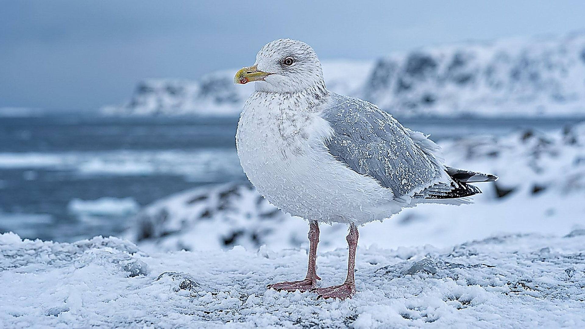 Les pattes du goéland et l’échange de chaleur — reconstitution numérique