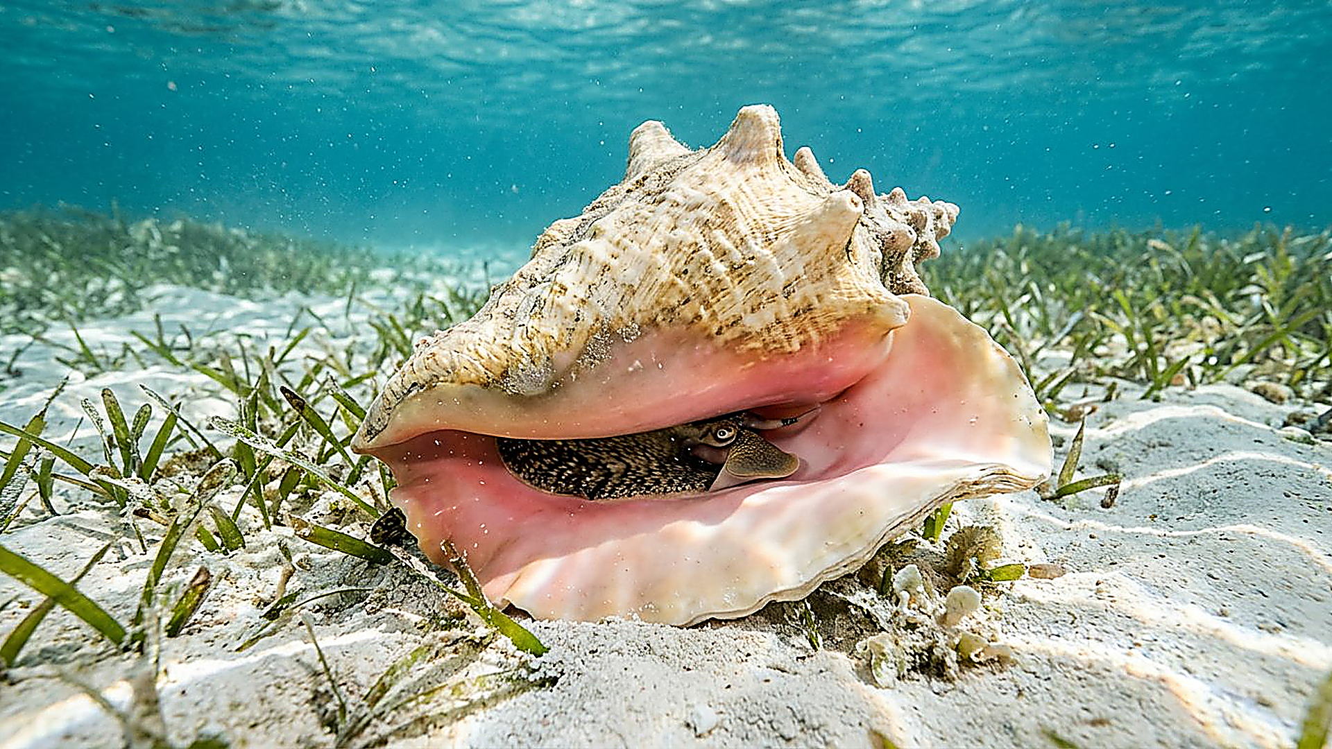 La coquille stratifiée du lambi — reconstitution numérique