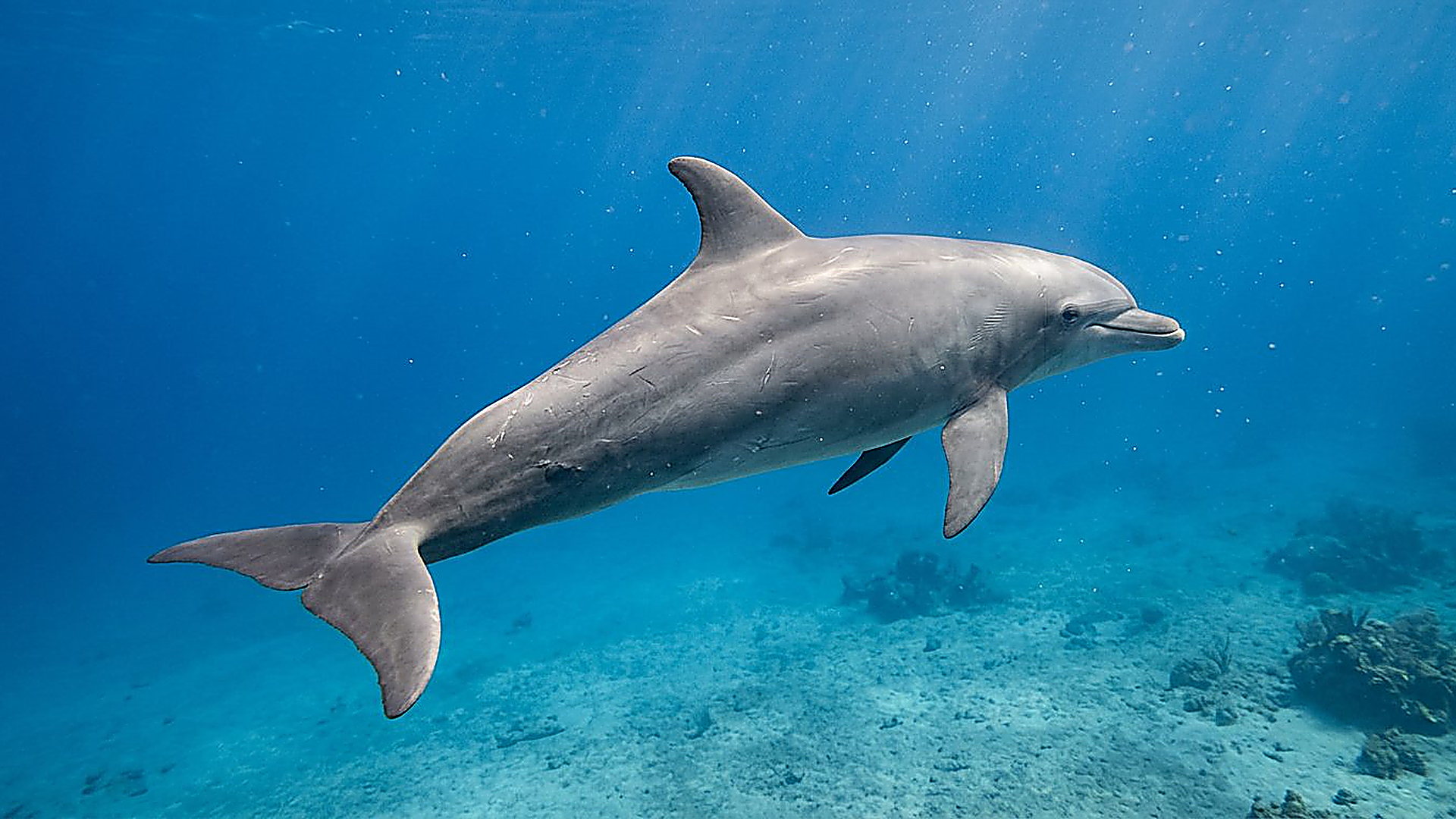 Le lard isolant des mammifères marins — reconstitution numérique