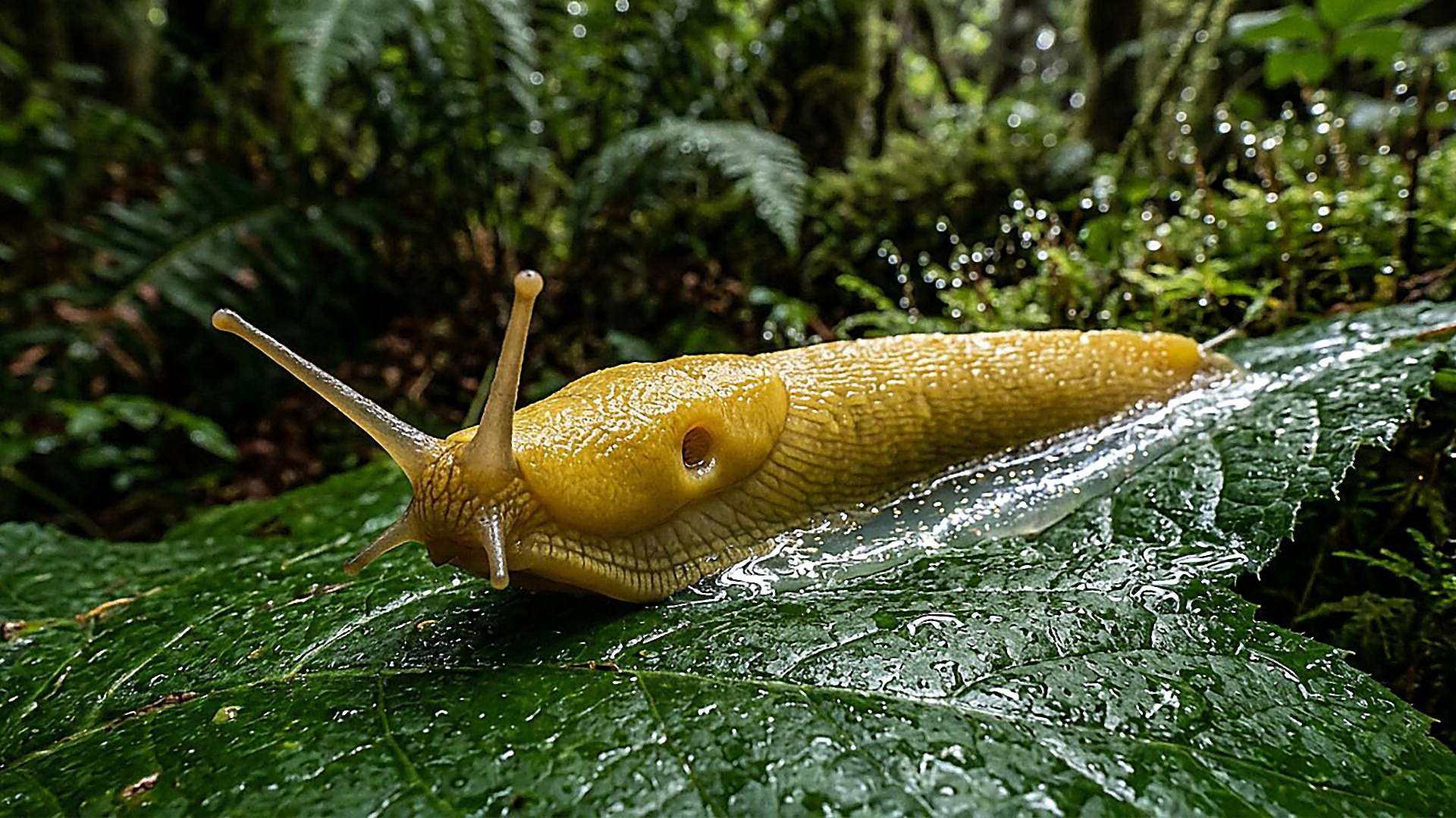 La limace avance sur un mucus étonnant — reconstitution numérique