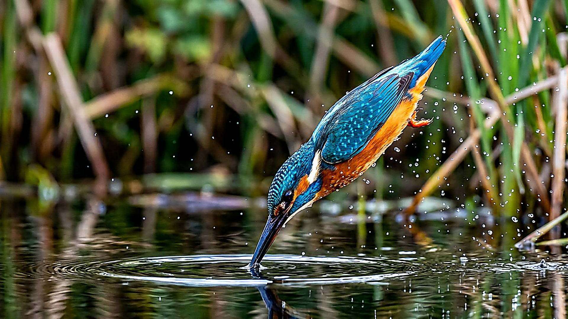 Le bec qui entre dans l'eau sans éclabousser — reconstitution numérique