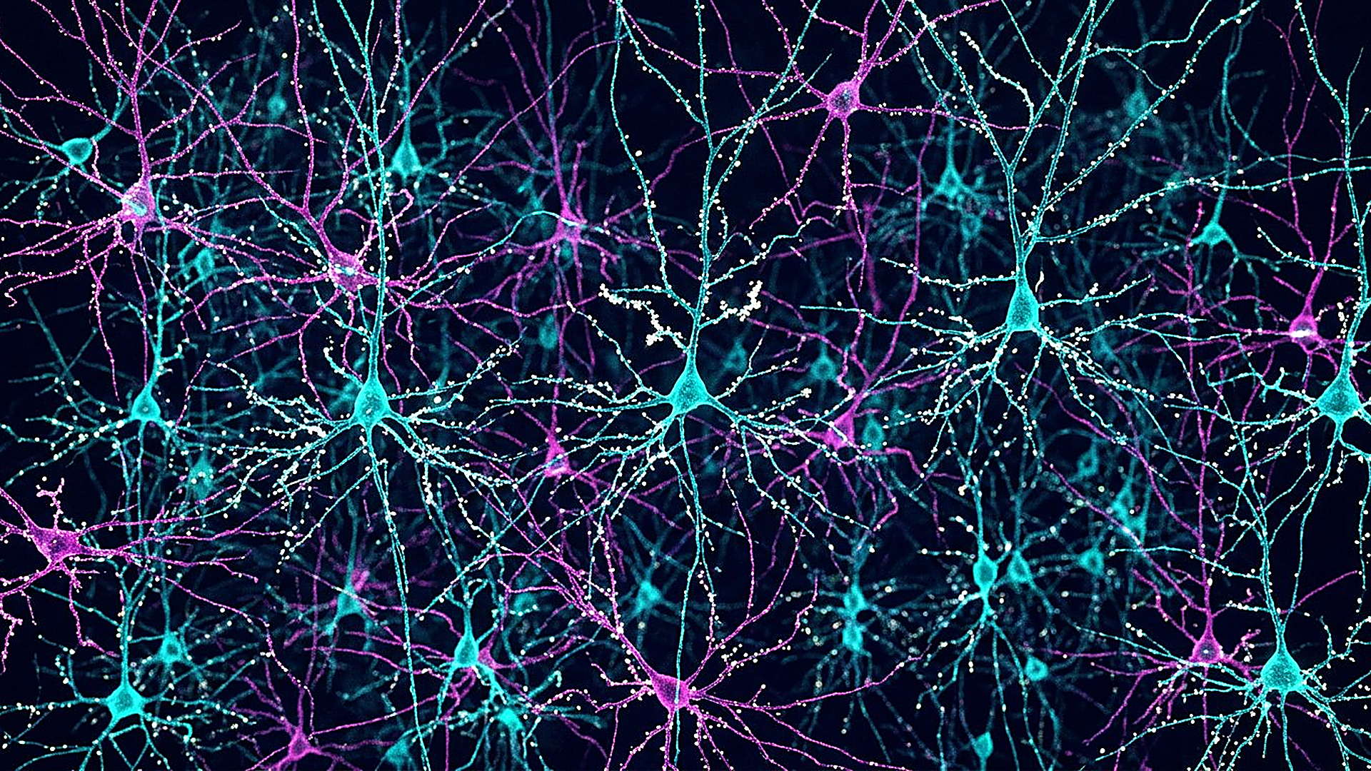 Salle 19 — Le cerveau, l'objet le plus complexe connu : reconstitution numérique